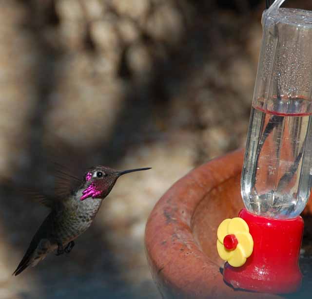 Anna's hummingbird